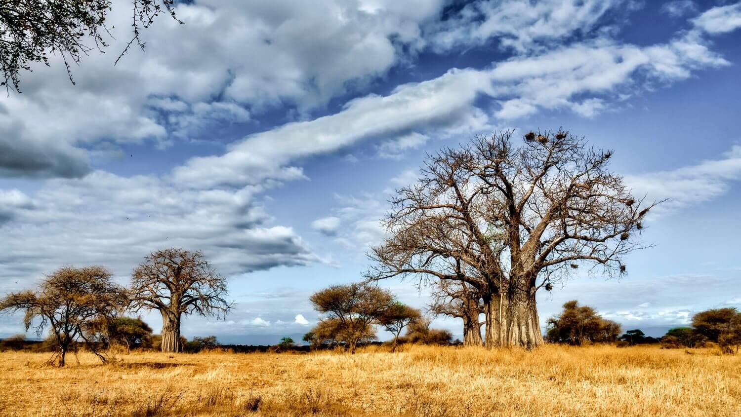 Kruger Park na África do Sul