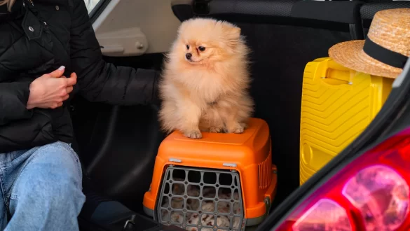 Cachorro em cima de uma caixa de transporte
