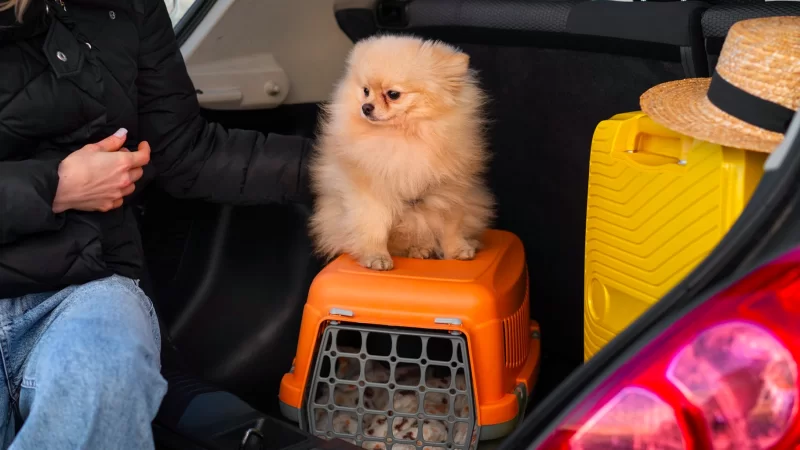 Cachorro em cima de uma caixa de transporte