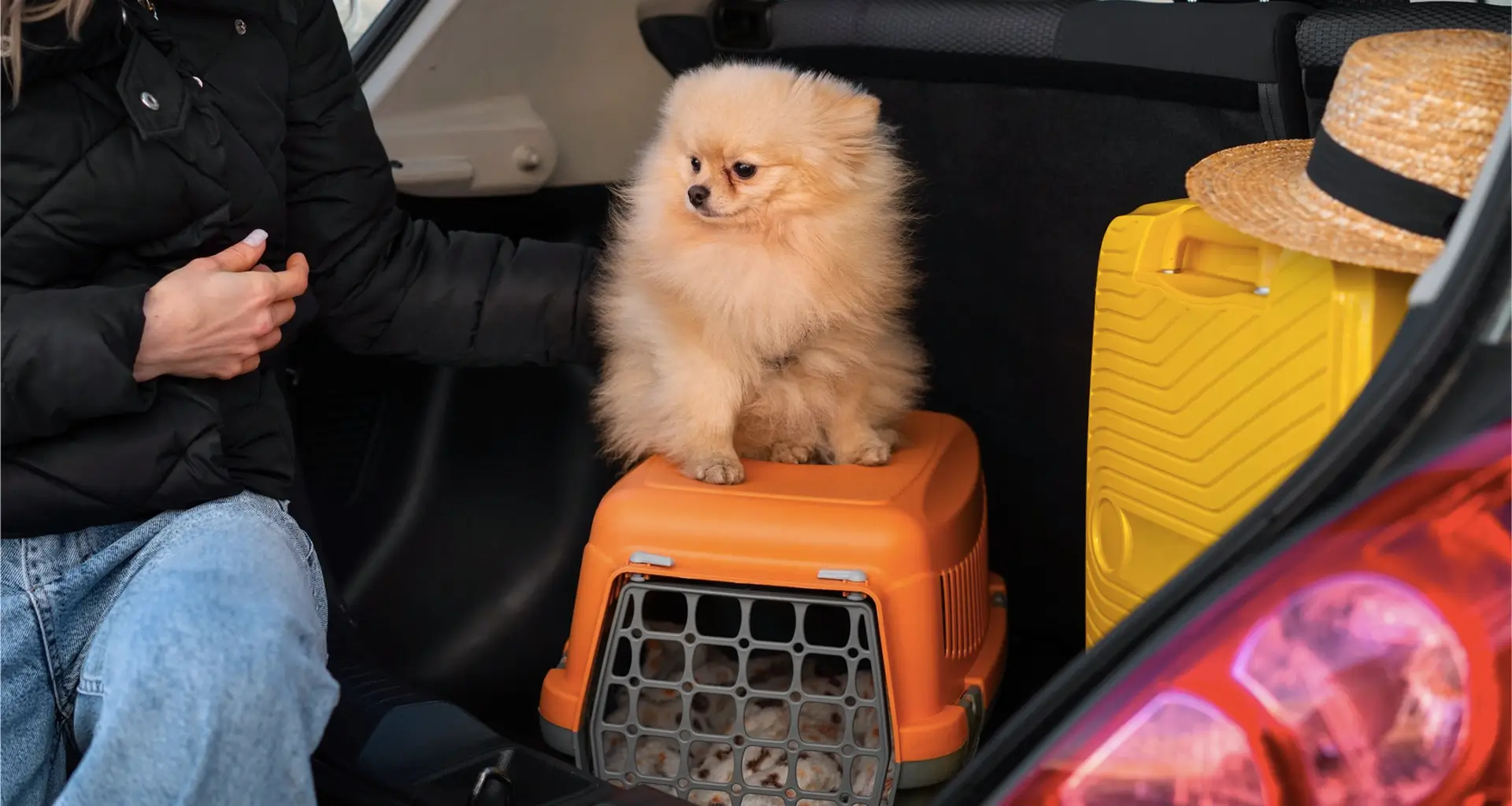 Cachorro em cima de uma caixa de transporte